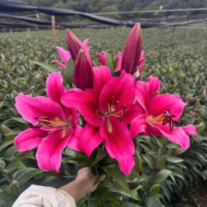 Alternative view of Strong Love