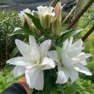 Roselily Angela