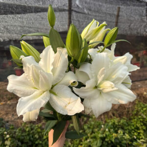 Roselily Cecilia