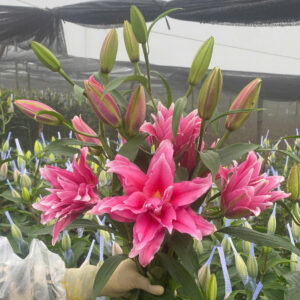Roselily Elena