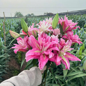Roselily Shamira