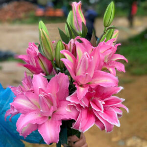 Roselily Gisella