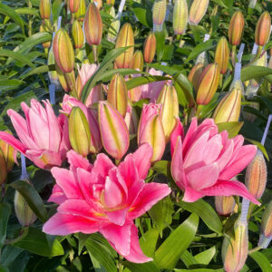 Roselily Viola