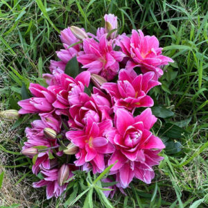 Roselily Bianca