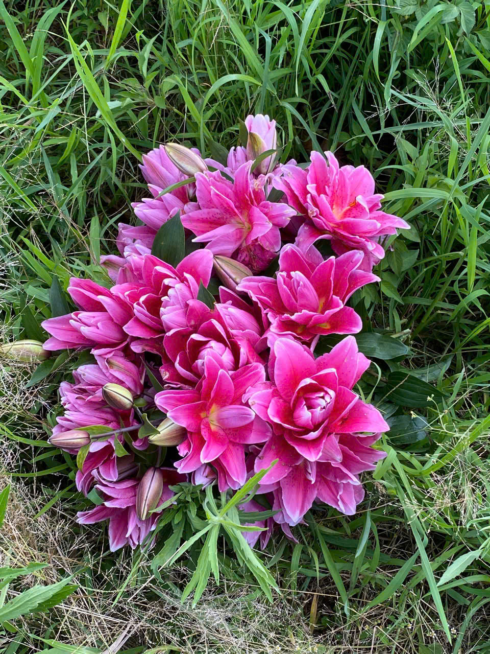 Roselily Bianca