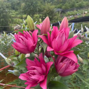 Roselily Floretta