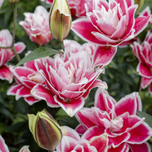 Roselily Samantha